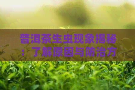 普洱茶生虫现象揭秘：了解原因与防治方法