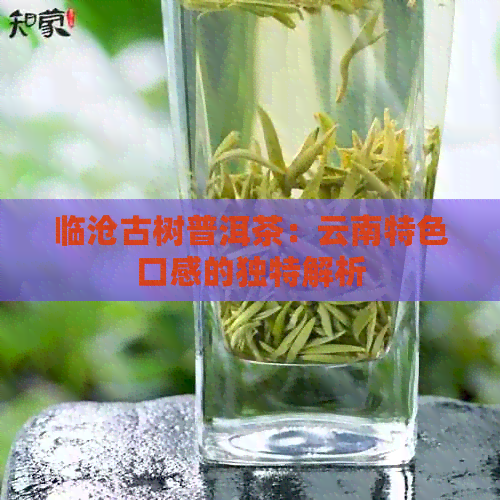 临沧古树普洱茶：云南特色口感的独特解析