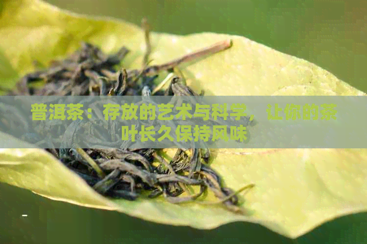 普洱茶：存放的艺术与科学，让你的茶叶长久保持风味