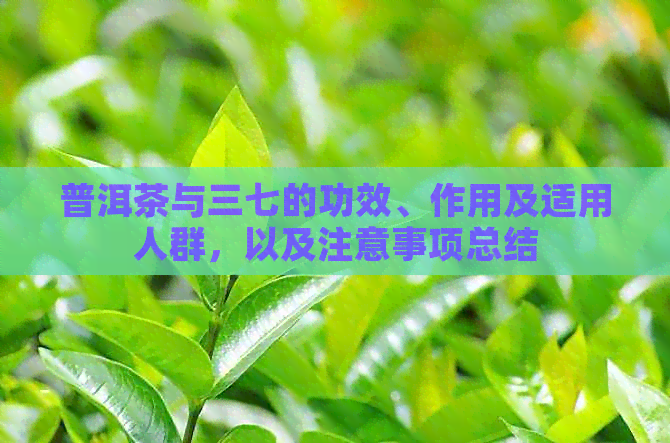 普洱茶与三七的功效、作用及适用人群，以及注意事项总结