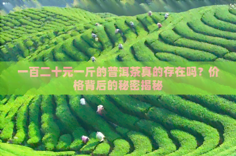 一百二十元一斤的普洱茶真的存在吗？价格背后的秘密揭秘