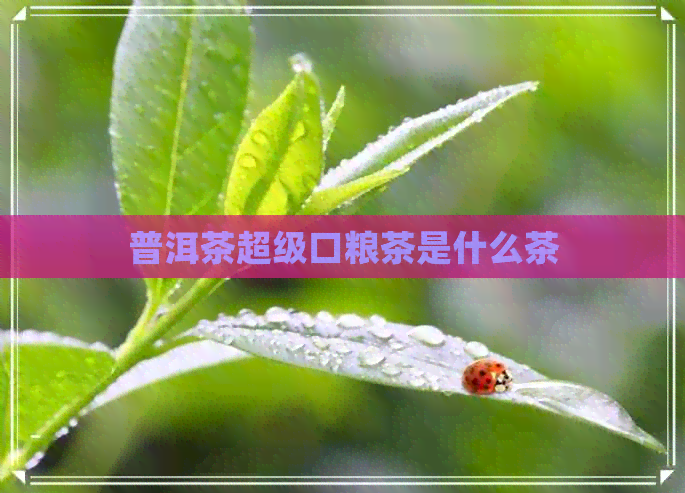 普洱茶超级口粮茶是什么茶