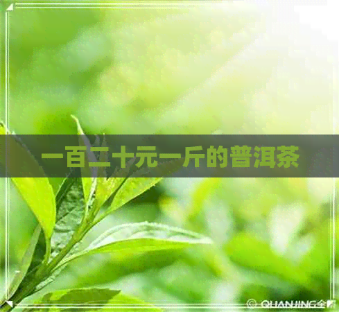 一百二十元一斤的普洱茶