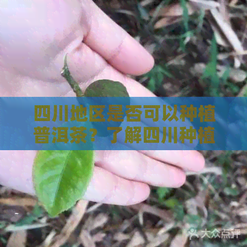 四川地区是否可以种植普洱茶？了解四川种植普洱茶的条件和方法