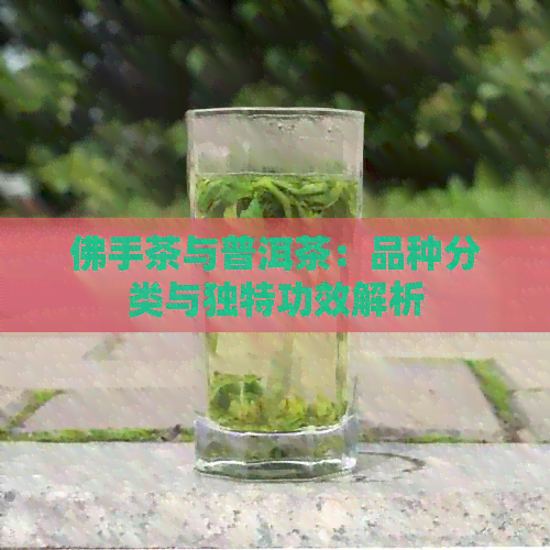 佛手茶与普洱茶：品种分类与独特功效解析