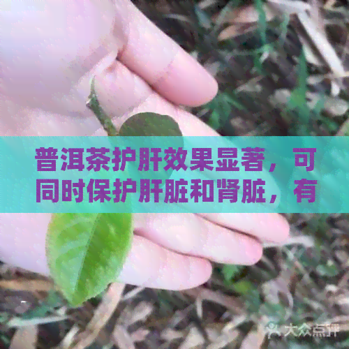 普洱茶护肝效果显著，可同时保护肝脏和肾脏，有助于改善肝胆功能。