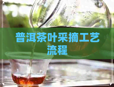 普洱茶叶采摘工艺流程