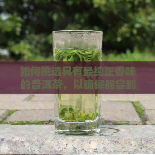 如何挑选具有最纯正香味的普洱茶，以确保品尝到的口感？