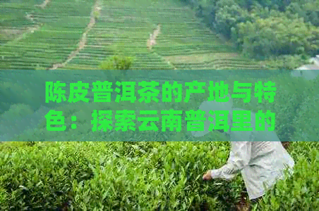 陈皮普洱茶的产地与特色：探索云南普洱里的茶文化