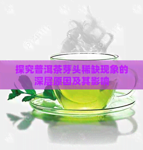 探究普洱茶芽头稀缺现象的深层原因及其影响