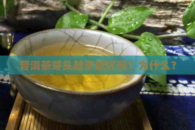 普洱茶芽头越多越好吗？为什么？