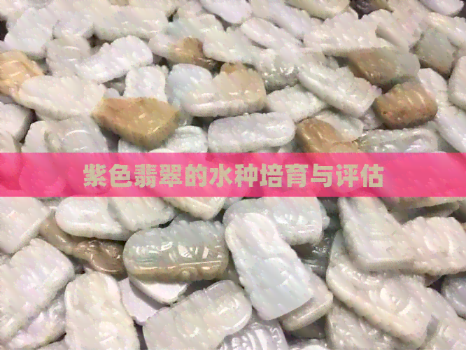 紫色翡翠的水种培育与评估