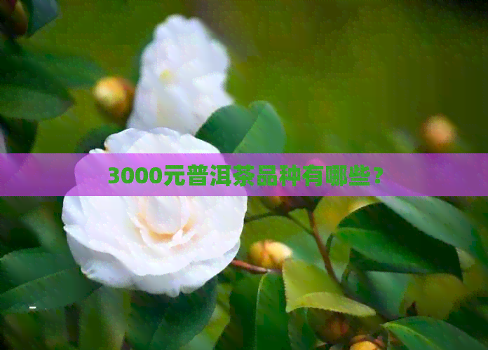 3000元普洱茶品种有哪些？