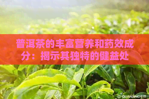 普洱茶的丰富营养和药效成分：揭示其独特的健益处