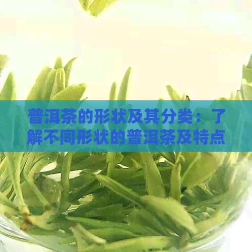 普洱茶的形状及其分类：了解不同形状的普洱茶及特点