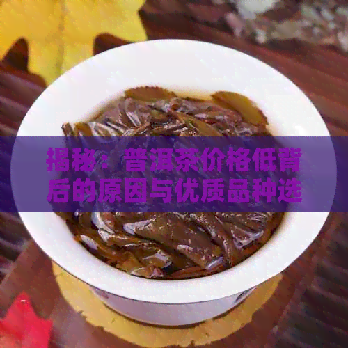 揭秘：普洱茶价格低背后的原因与优质品种选择指南