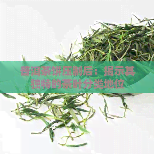 普洱茶饼压制后：揭示其独特的茶叶分类地位