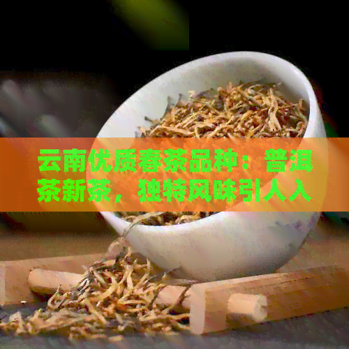 云南优质春茶品种：普洱茶新茶，独特风味引人入胜