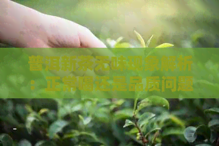 普洱新茶无味现象解析：正常喝还是品质问题？