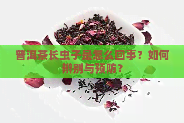 普洱茶长虫子是怎么回事？如何辨别与预防？