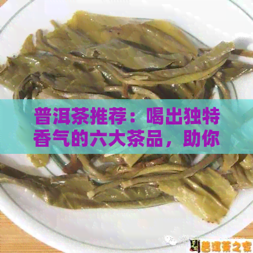 普洱茶推荐：喝出独特香气的六大茶品，助你轻松挑选