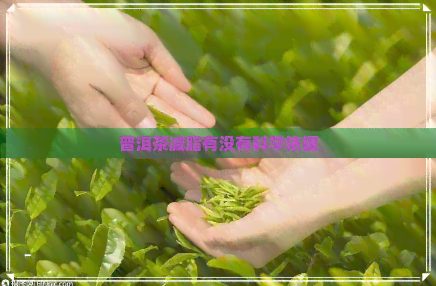 普洱茶减脂有没有科学依据