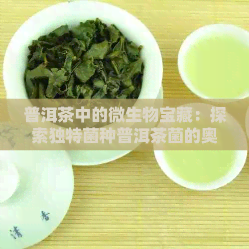 普洱茶中的微生物宝藏：探索独特菌种普洱茶菌的奥秘