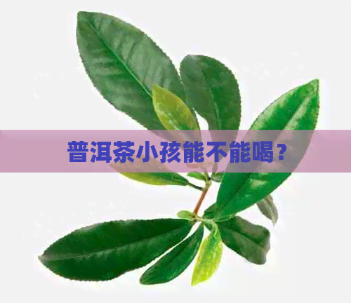 普洱茶小孩能不能喝？