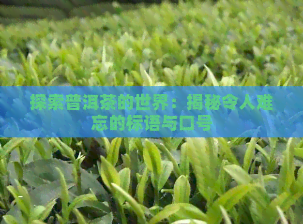 探索普洱茶的世界：揭秘令人难忘的标语与口号