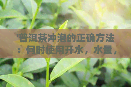 '普洱茶冲泡的正确方法：何时使用开水，水量，度等关键因素详解'