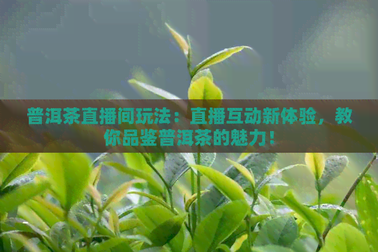 普洱茶直播间玩法：直播互动新体验，教你品鉴普洱茶的魅力！