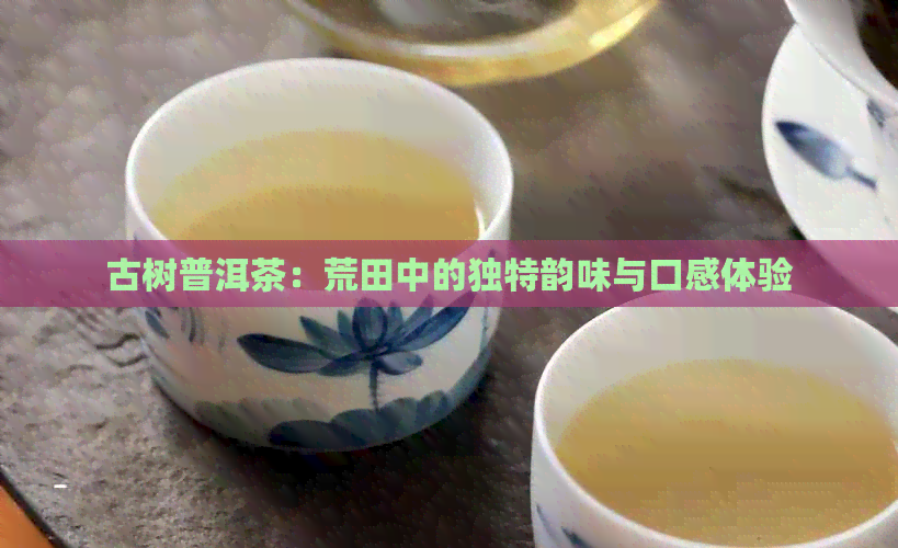 古树普洱茶：荒田中的独特韵味与口感体验