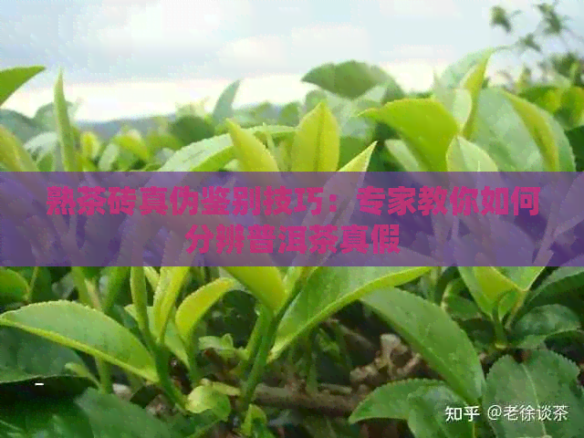 熟茶砖真伪鉴别技巧：专家教你如何分辨普洱茶真假