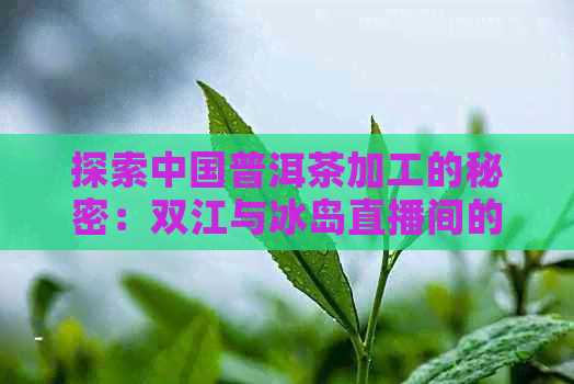 探索中国普洱茶加工的秘密：双江与冰岛直播间的新体验