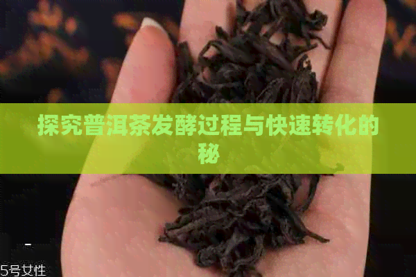 探究普洱茶发酵过程与快速转化的秘