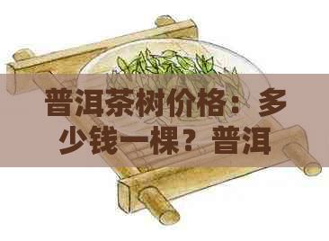 普洱茶树价格：多少钱一棵？普洱茶树一株多少钱？有一千以上的吗？