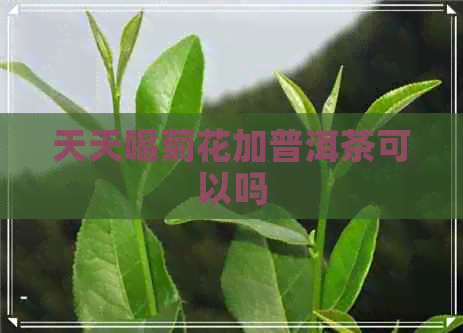 天天喝菊花加普洱茶可以吗