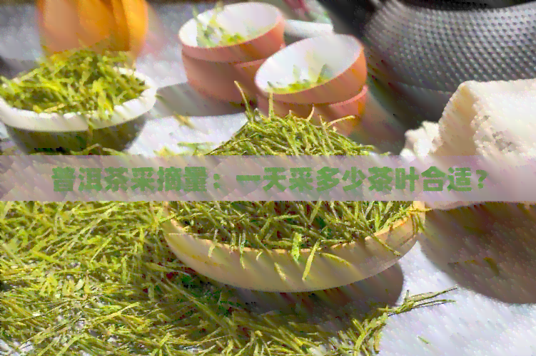 普洱茶采摘量：一天采多少茶叶合适？