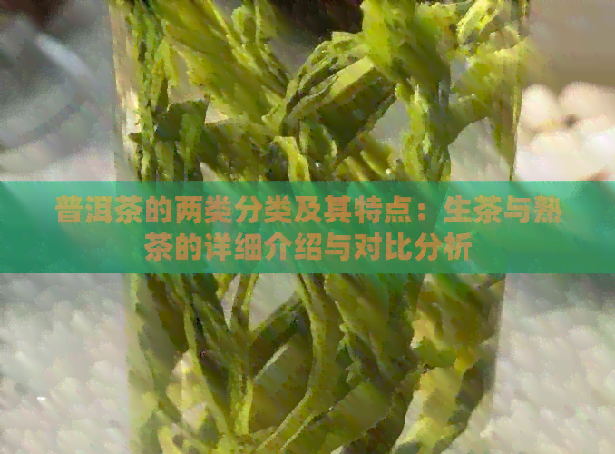 普洱茶的两类分类及其特点：生茶与熟茶的详细介绍与对比分析