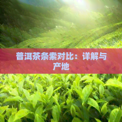 普洱茶条索对比：详解与产地