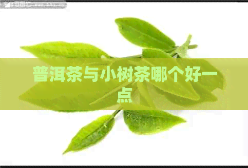 普洱茶与小树茶哪个好一点