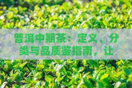 普洱中期茶：定义、分类与品质鉴指南，让你全面了解普洱茶的精髓