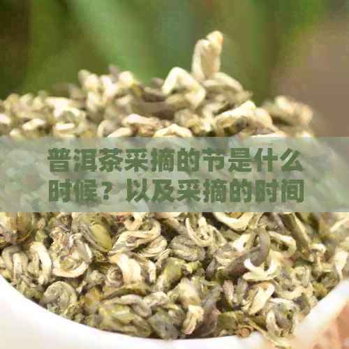 普洱茶采摘的节是什么时候？以及采摘的时间对茶叶品质的影响是什么？