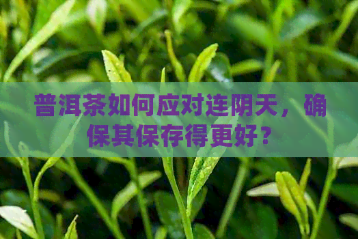 普洱茶如何应对连阴天，确保其保存得更好？