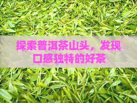 探索普洱茶山头，发现口感独特的好茶