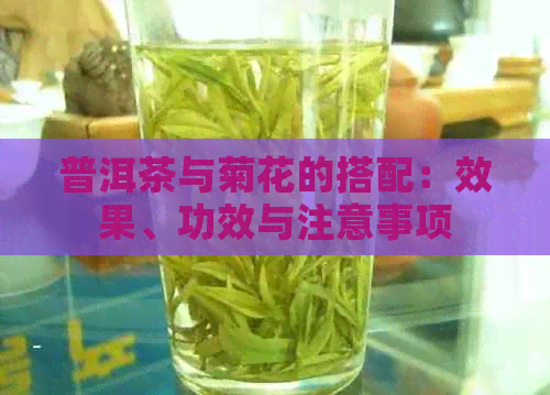 普洱茶与菊花的搭配：效果、功效与注意事项