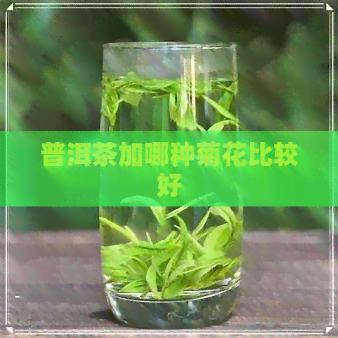 普洱茶加哪种菊花比较好