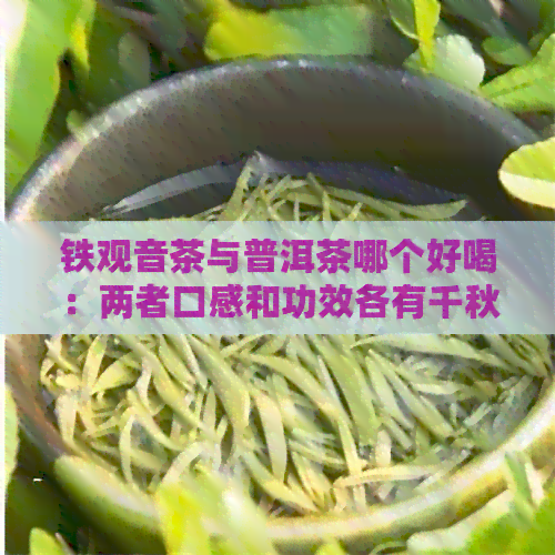 铁观音茶与普洱茶哪个好喝：两者口感和功效各有千秋。