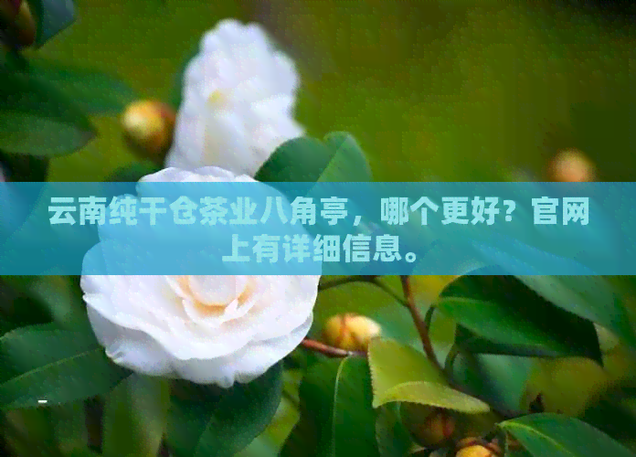 云南纯干仓茶业八角亭，哪个更好？官网上有详细信息。