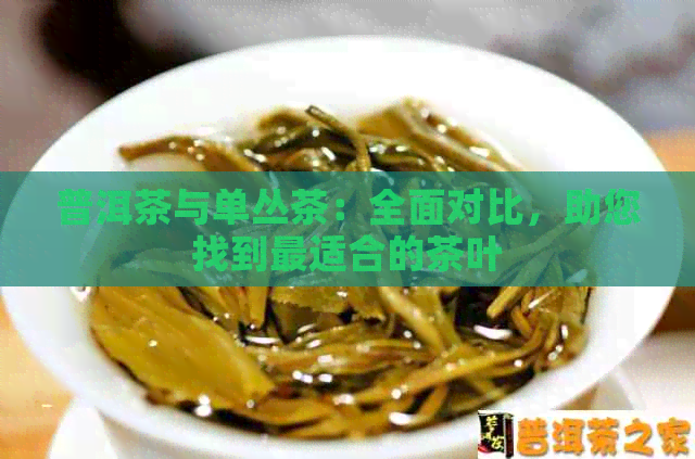 普洱茶与单丛茶：全面对比，助您找到最适合的茶叶